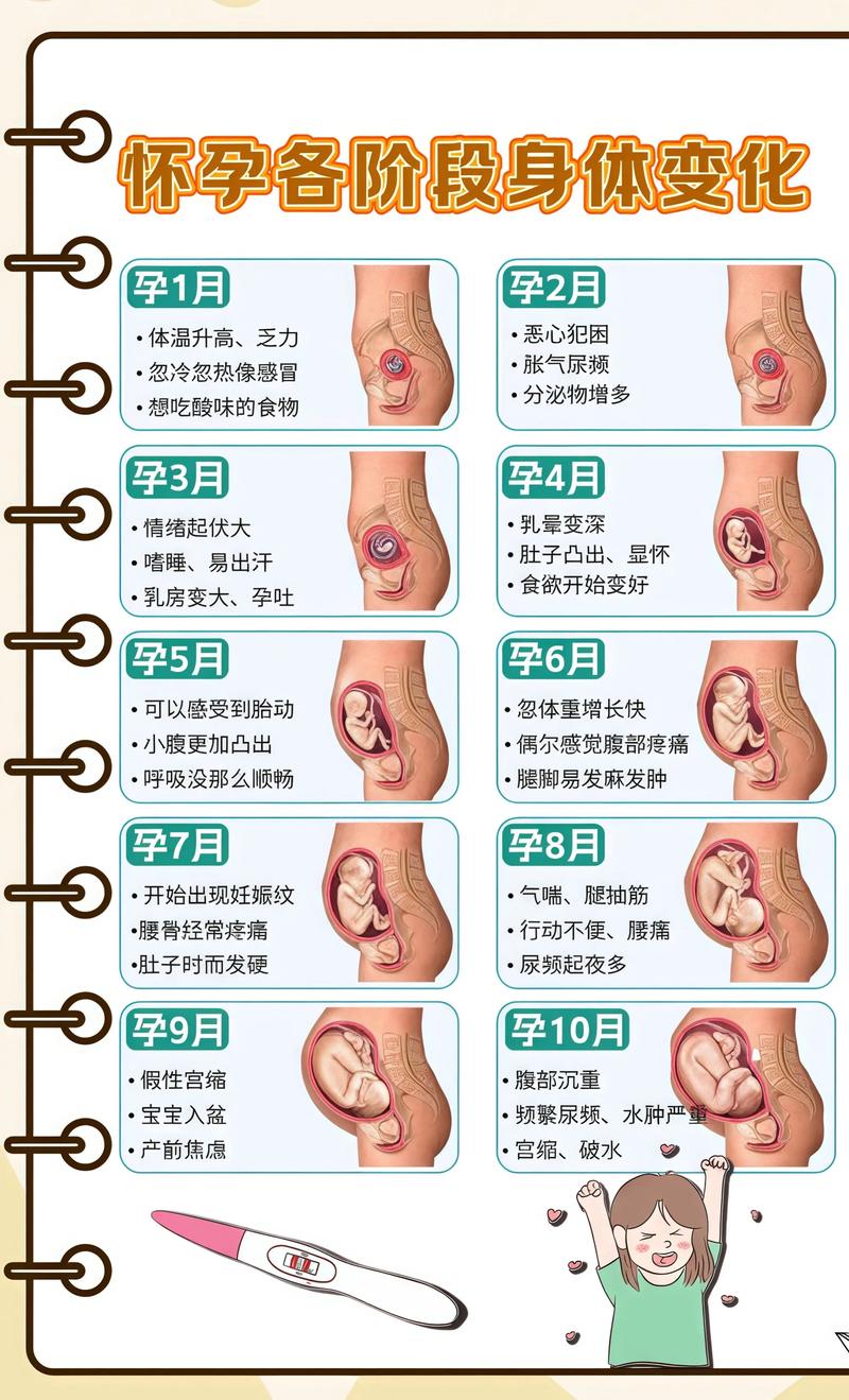 揭秘供卵代孕妈妈怀孕小腹分两节，孕期变化的奥秘威海代生机构: